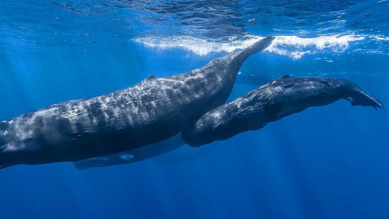 Projeto internacional quer estabelecer comunicação humana com baleias